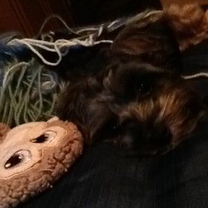 Meet your Posher, Alicia